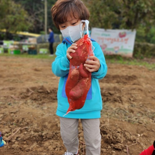 고구마 캐기(영아반)